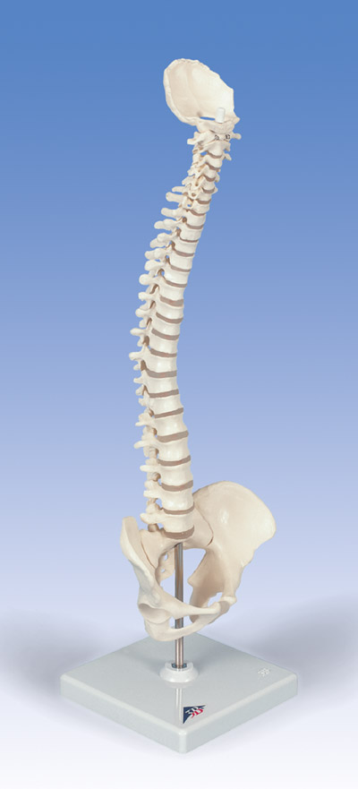 Vertebral Column Model